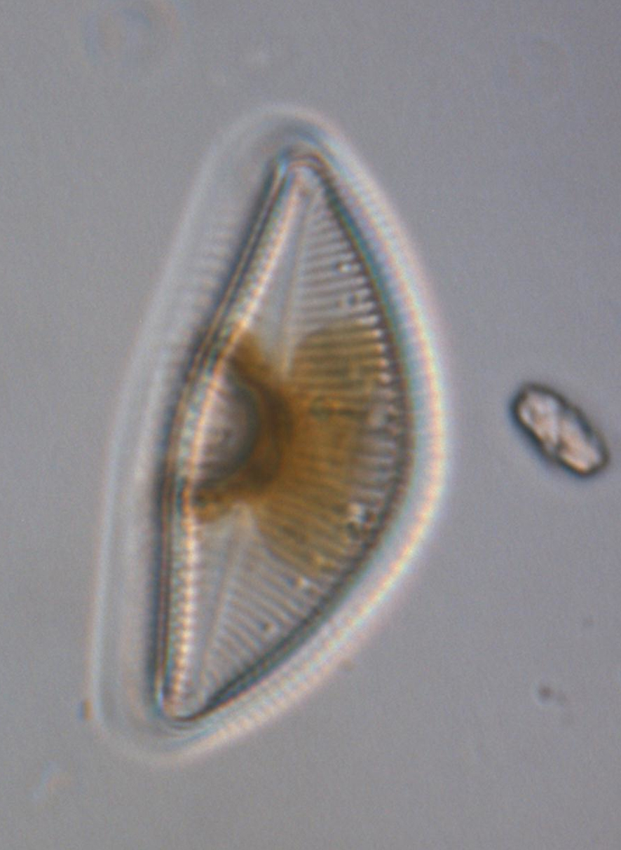 Encyonema Sp1 Chloroplast