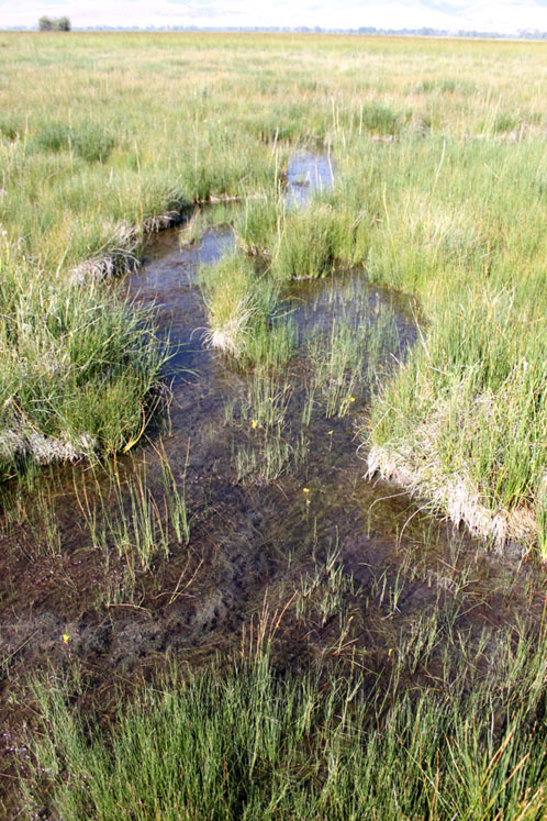 Granger Ranch pool