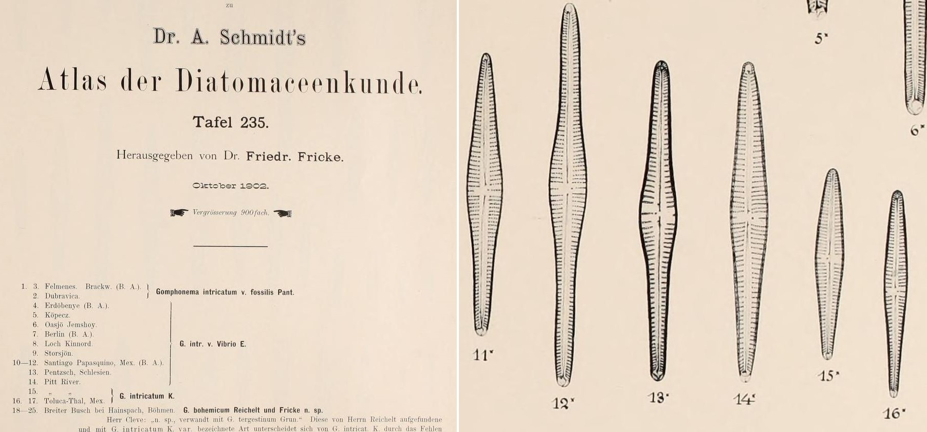 Fricke 1902 Plate 235 11 16