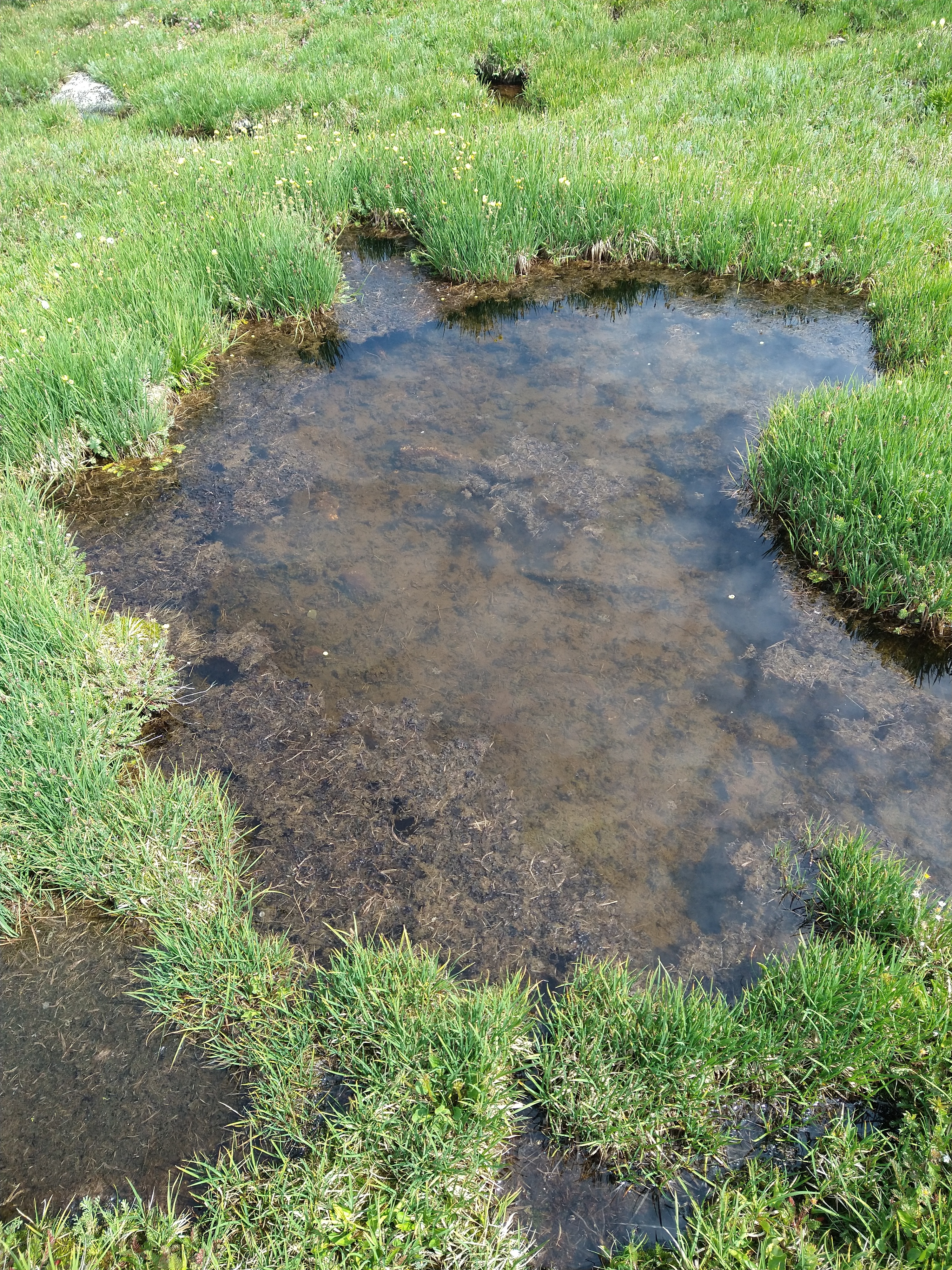 High Lonesome Pool 1