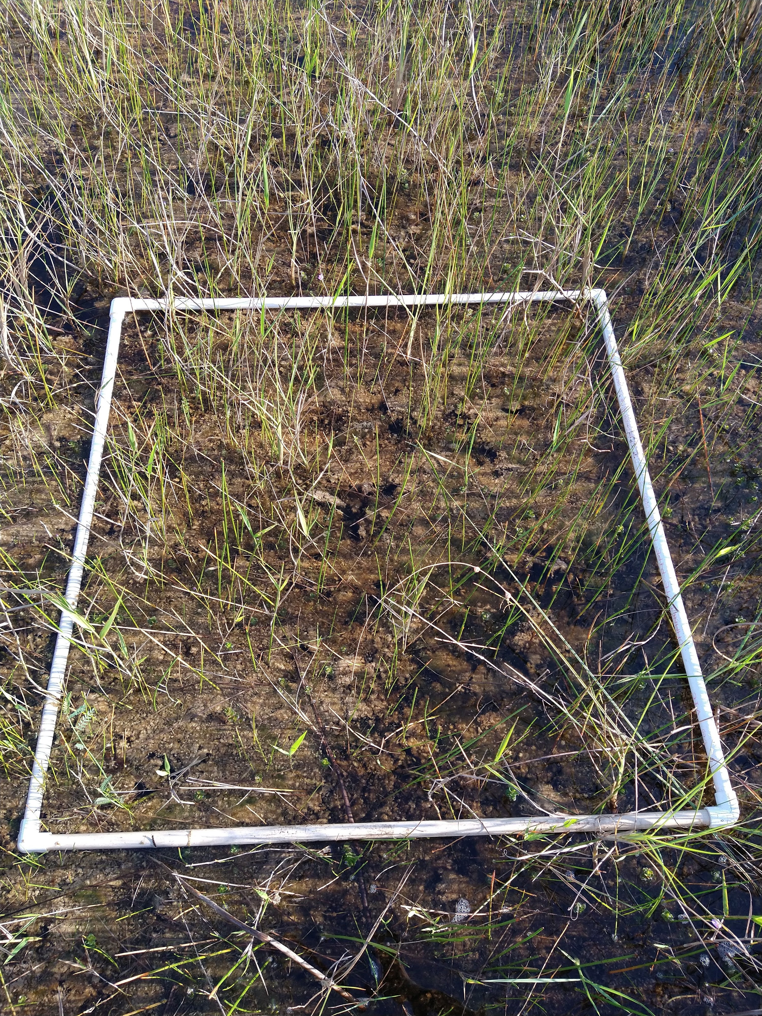 Microbial mat quadrat SRS