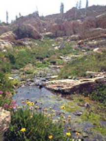 Mossy Pool@7940Feet  Mission Mountains