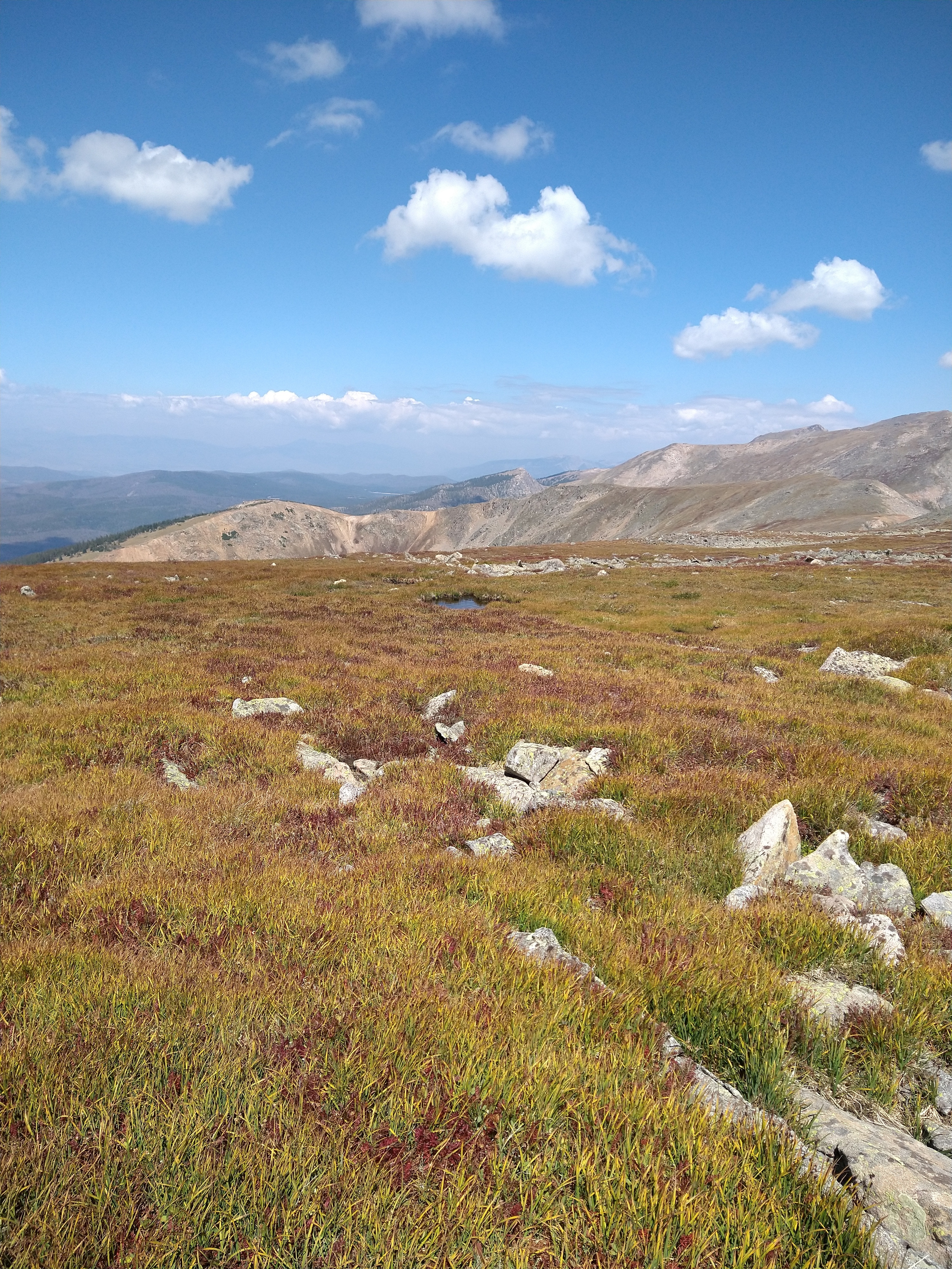 N bisulcatum habitat 2