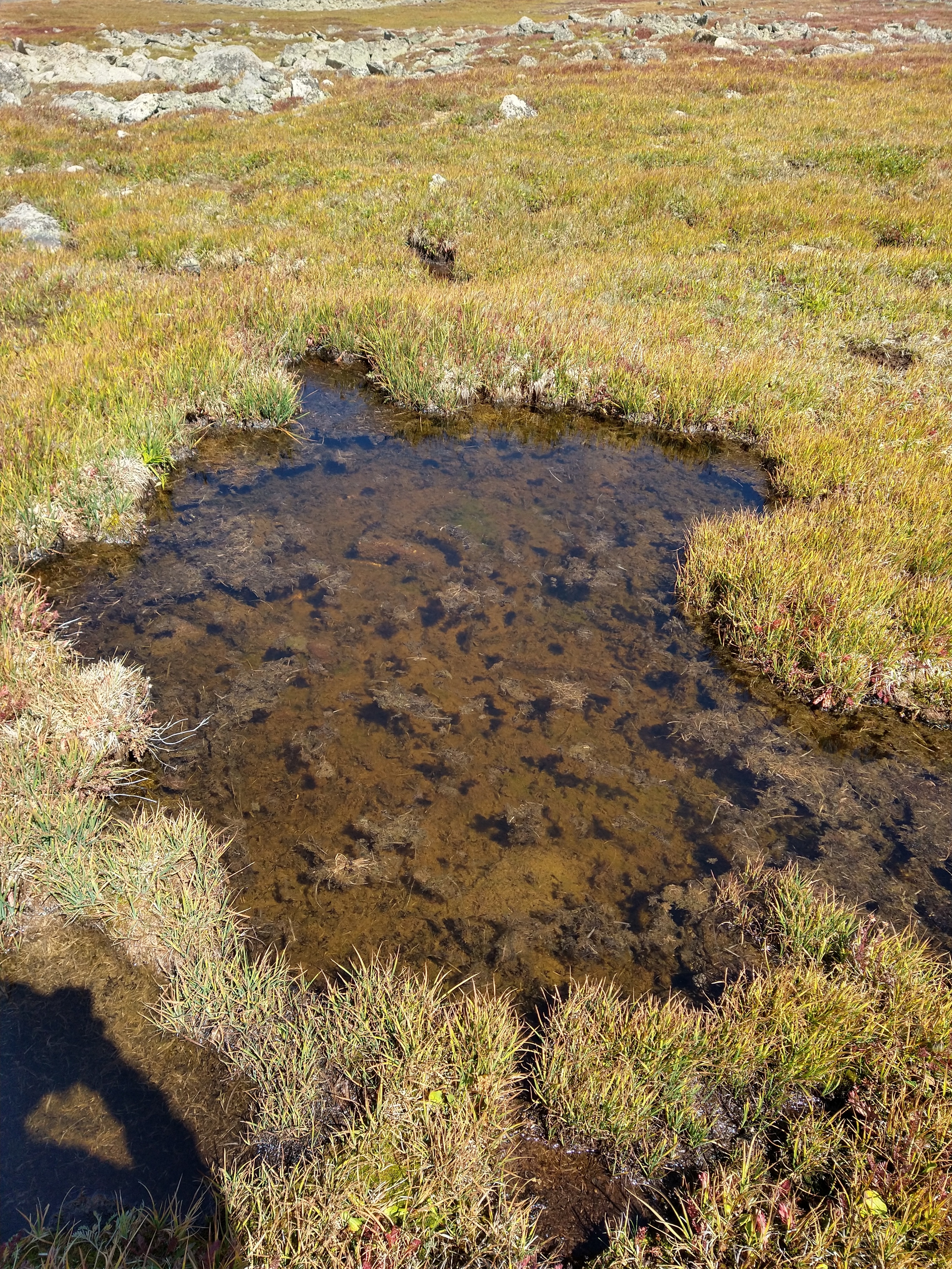 N bisulcatum habitat