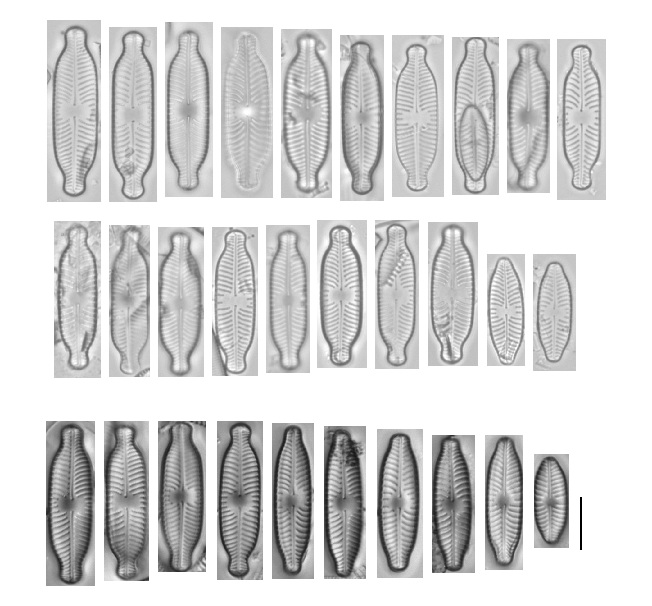 Placoneis Paraelginensis Size Range