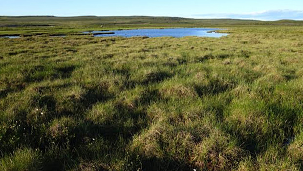 Wet Hummocks Off The  Baillie