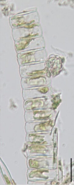 Diadesmis confervacea3