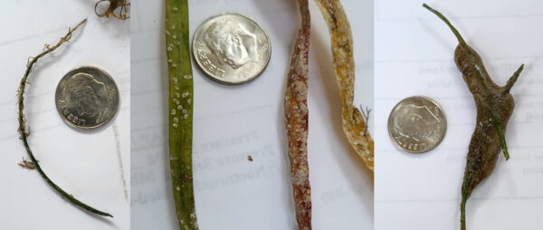 Autecology seagrass and ascidian Mastogloia