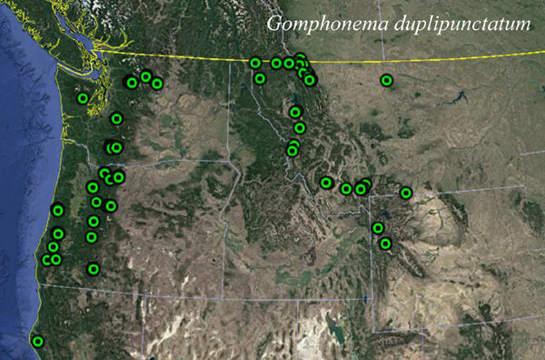 Gomphonema Duplipunctatum Map2