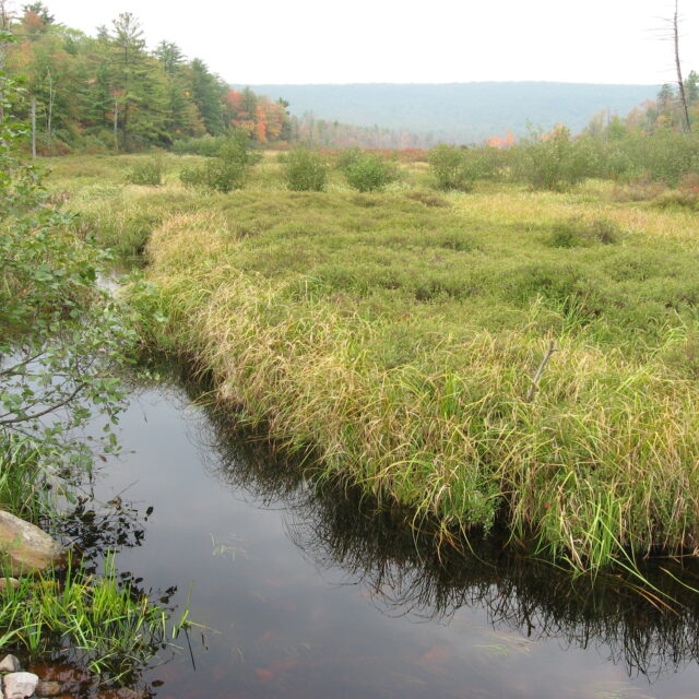 Bear   Meadows  Bog