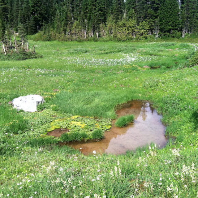 Berkeley  Park  Pond,  Mount  Rainier