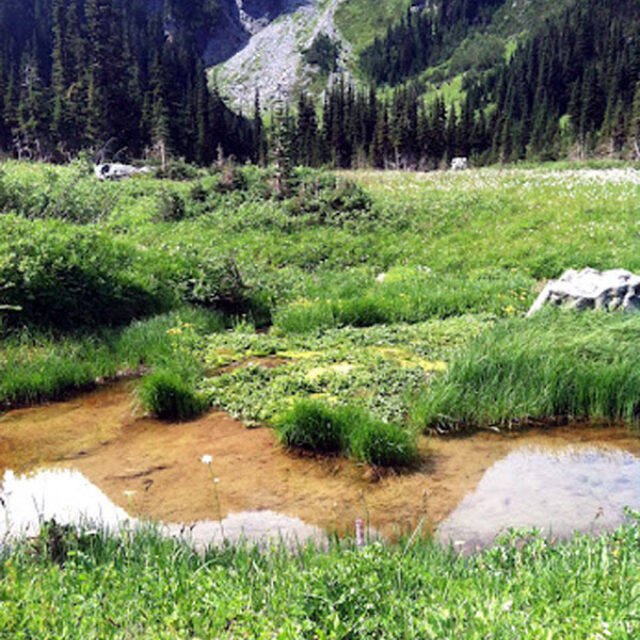 Berkeley  Park  Pond,  Mount  Rainier 2