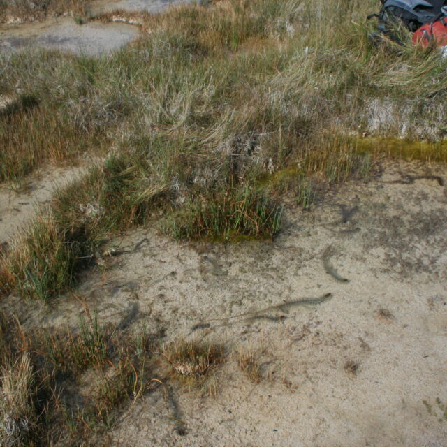 Connelly  Fen  Site 1