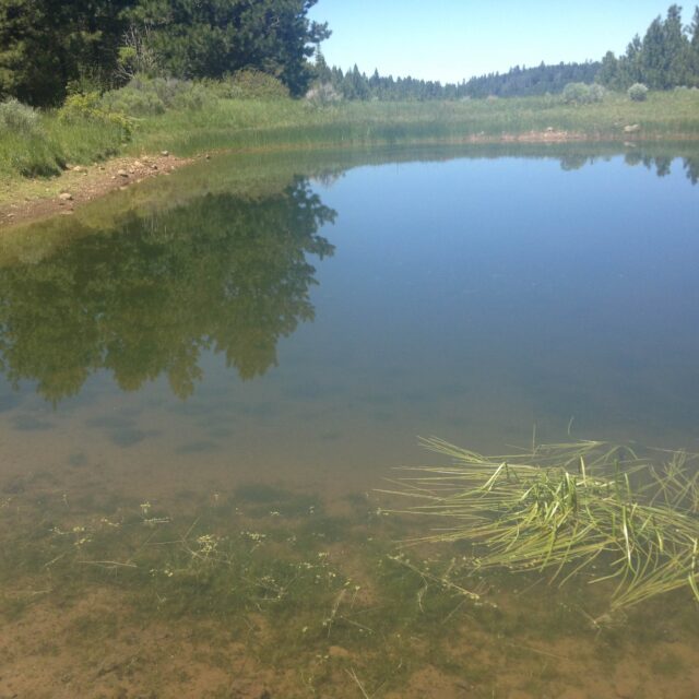 Dicks Spring Cow Pond