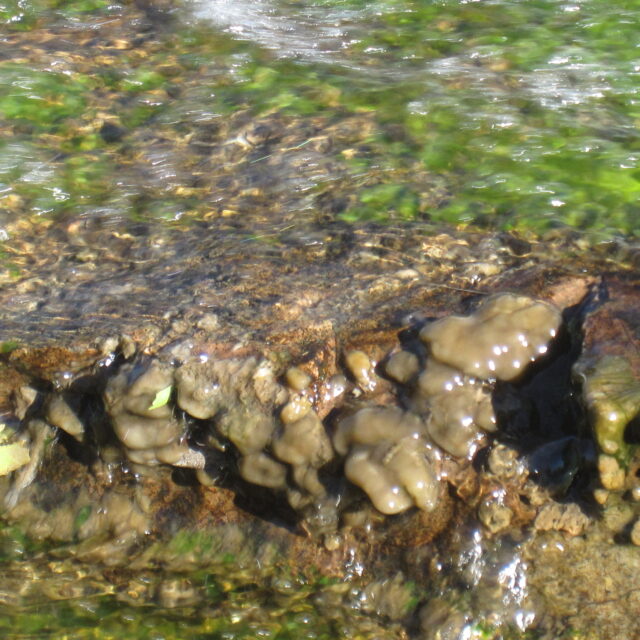 South  Boulder  Creek 2010