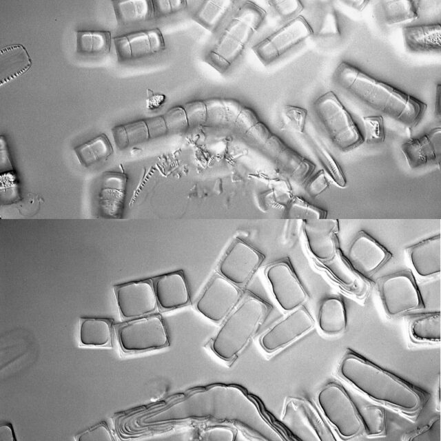 9   Melosira Dickiei Spores Isotype Material  Hlsmith 222  Scotland ( Grampian)  Aberdeen