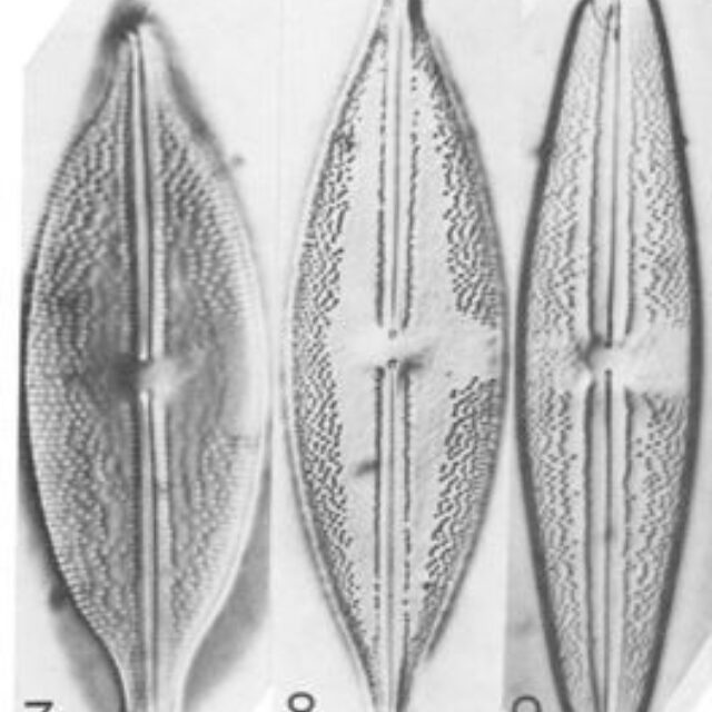 Anomoeoneis Sphaerophora Fo Sculpta Schmid