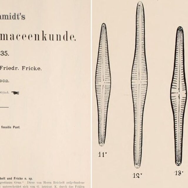 Fricke 1902 Plate 235 11 16