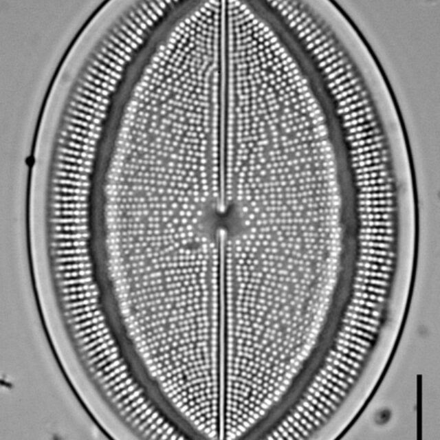 c-grovei-1