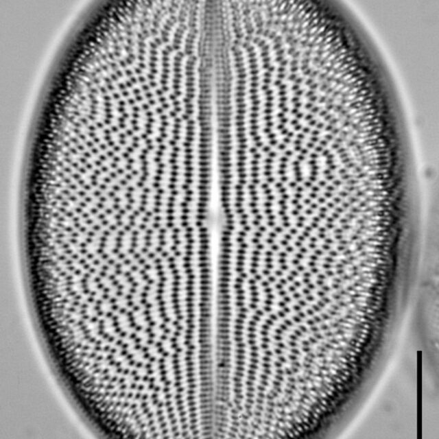 c-grovei-4