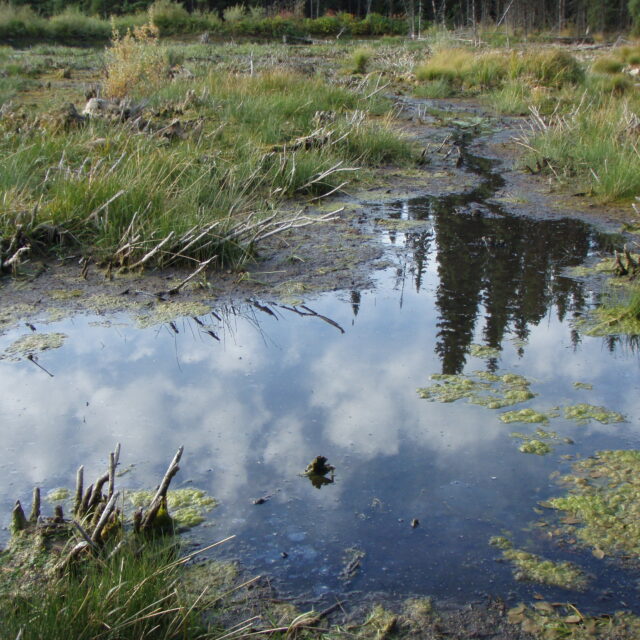 Akokala  Fen  Gnp