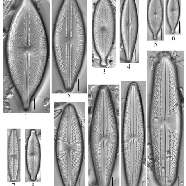 Anomoeoneis Plate 1 Capitata