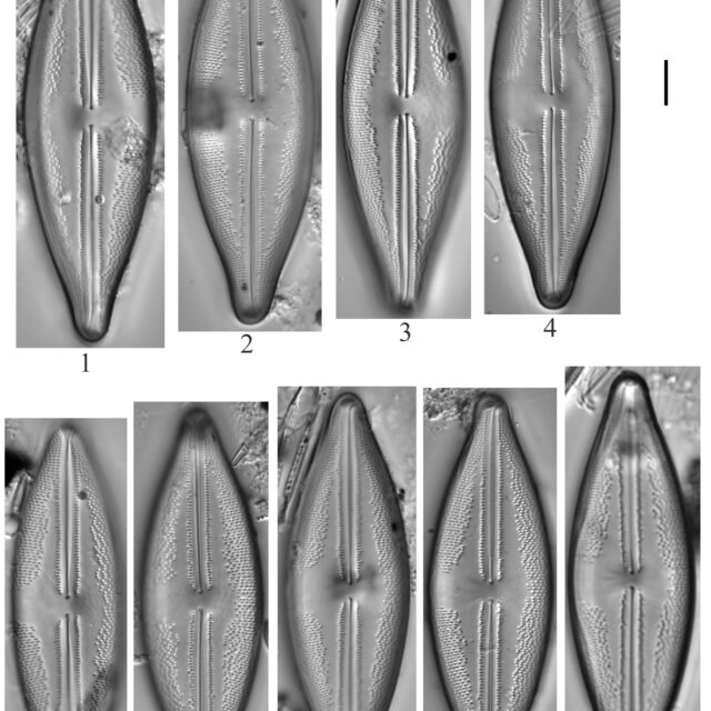 Anomoeoneis Sculpta 074601