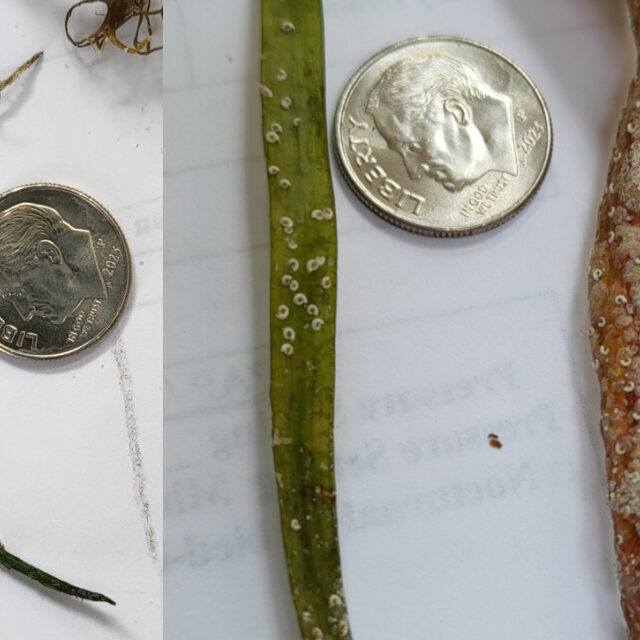 Autecology seagrass Mastogloia