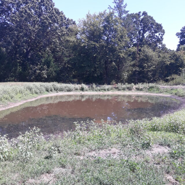 Back Pond Jones Farm