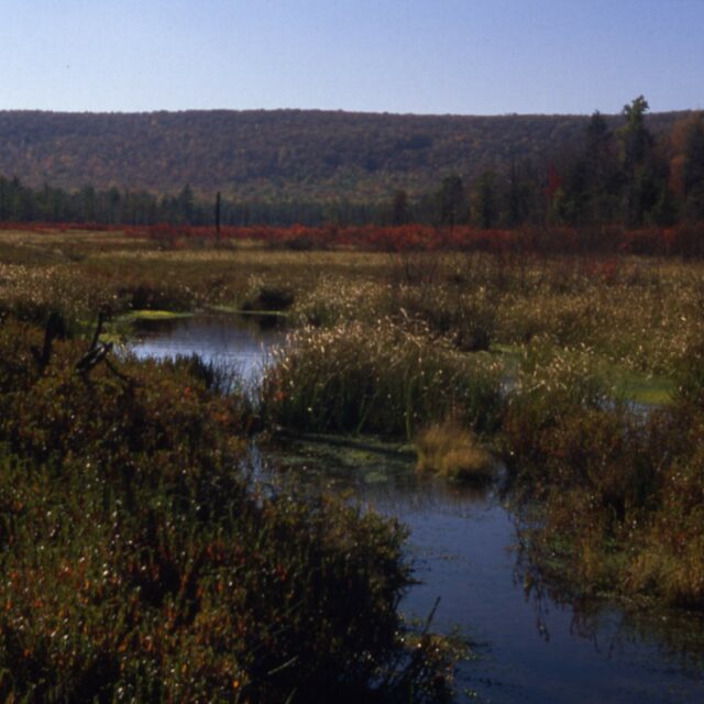 Bear  Meadows