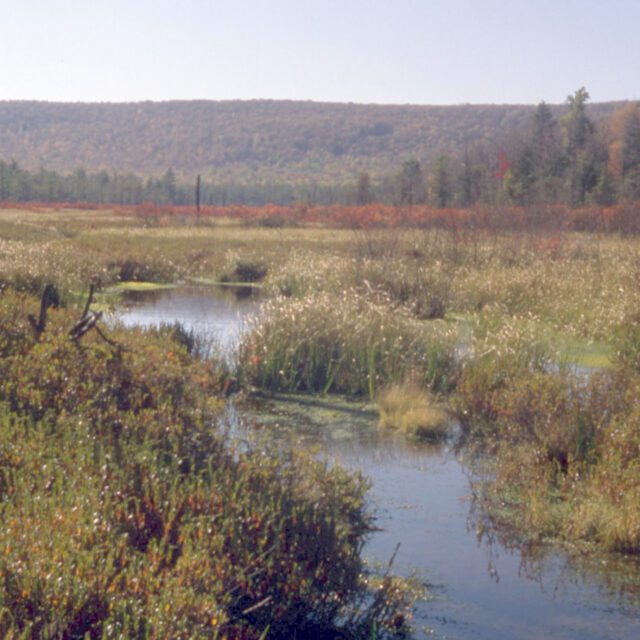 Bear  Meadows Lowres