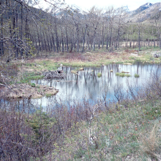 Blakiston  Beaver  Pond  B  Detail