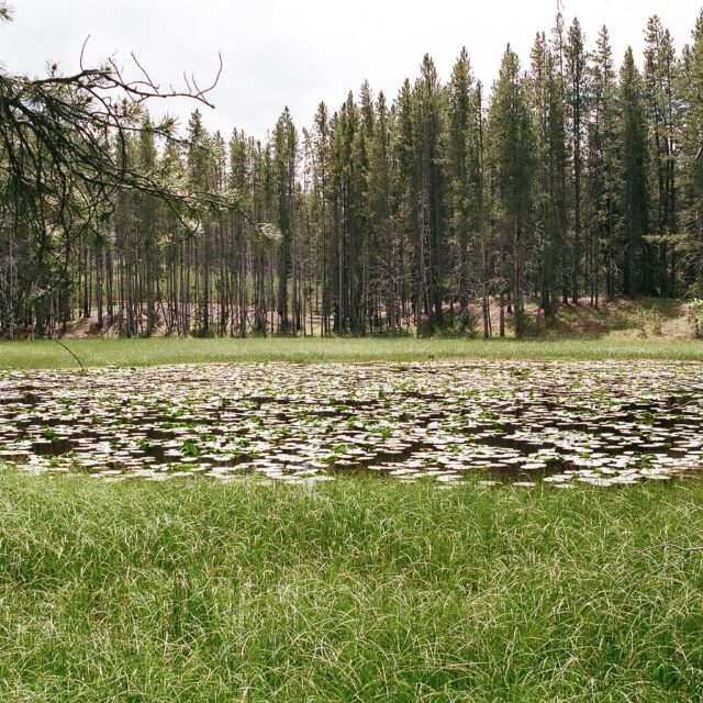 Bloody  Dick  Pond 6  Nuphar  Pool