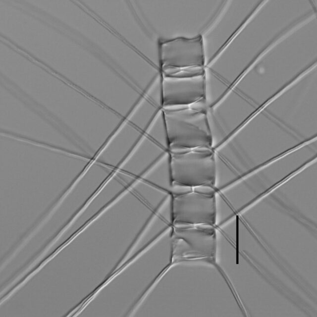 Chelmorei   Ill2006 56 266 9 0  Colony