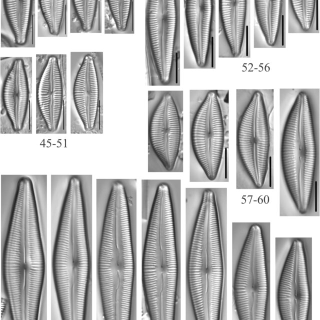 Cymbopleura Heilprinensis Mdc