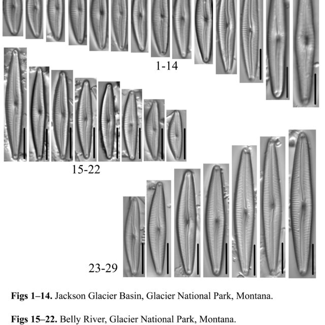 *Delicata alpestris* Morphotypes