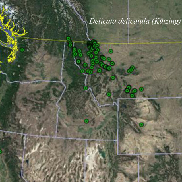 Delicata Delicatula Map Cropped