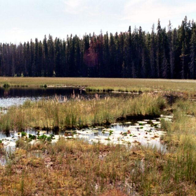 Drosera  Pond