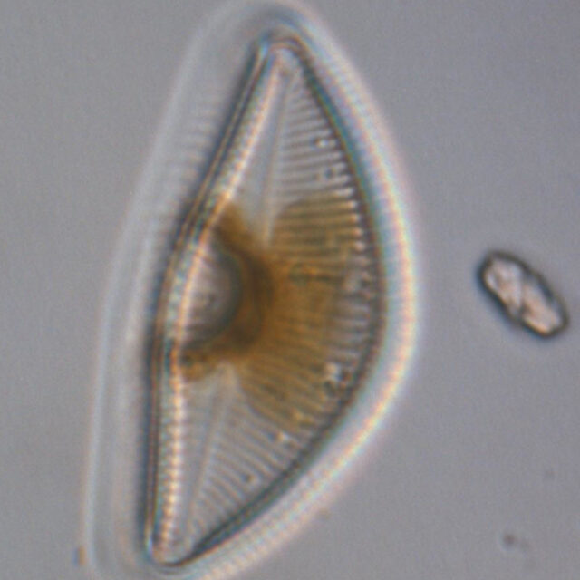 Encyonema Sp1 Chloroplast