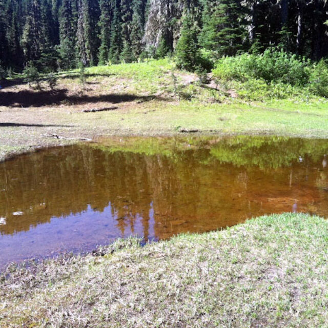 Frog Pond Near  Dewey  Lake