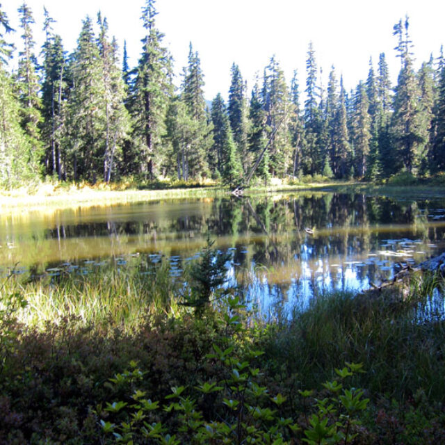 Goat Rocks Pond  Img 5462