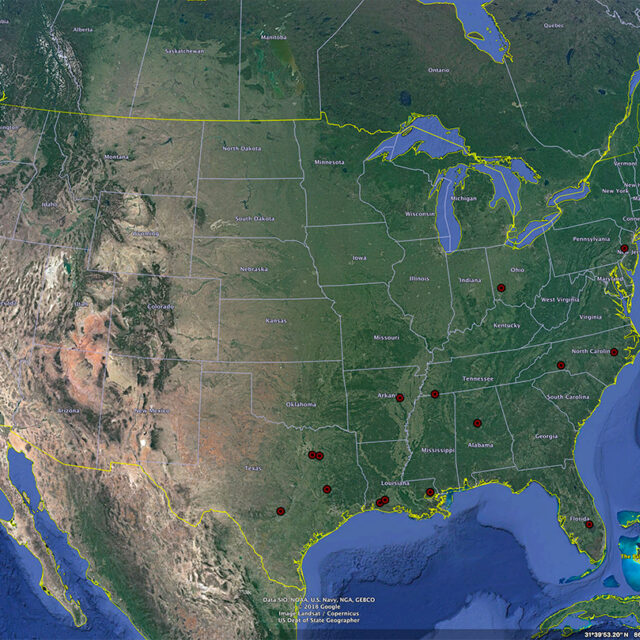 Gyrosigma obscurum distribution map