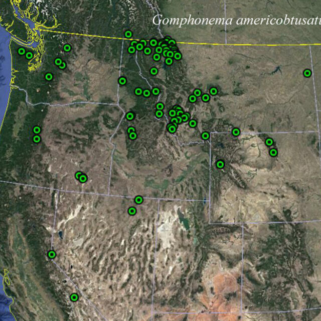 Gomphonema Americobtusatum Map