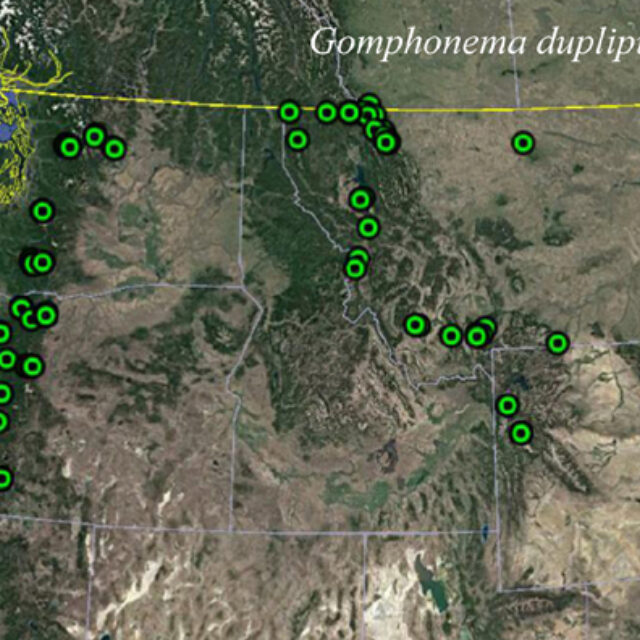 Gomphonema Duplipunctatum Map2