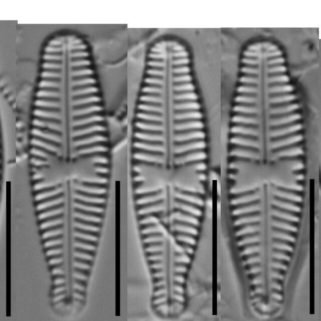 Gomphonema Olivaceoides Var Hutchinsoniana Diminution  Gc112789