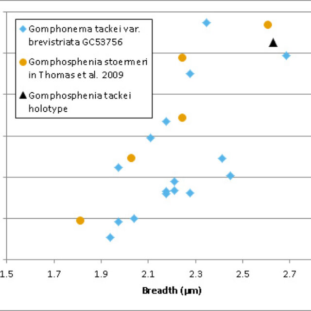 Gomphosphenia Measurements