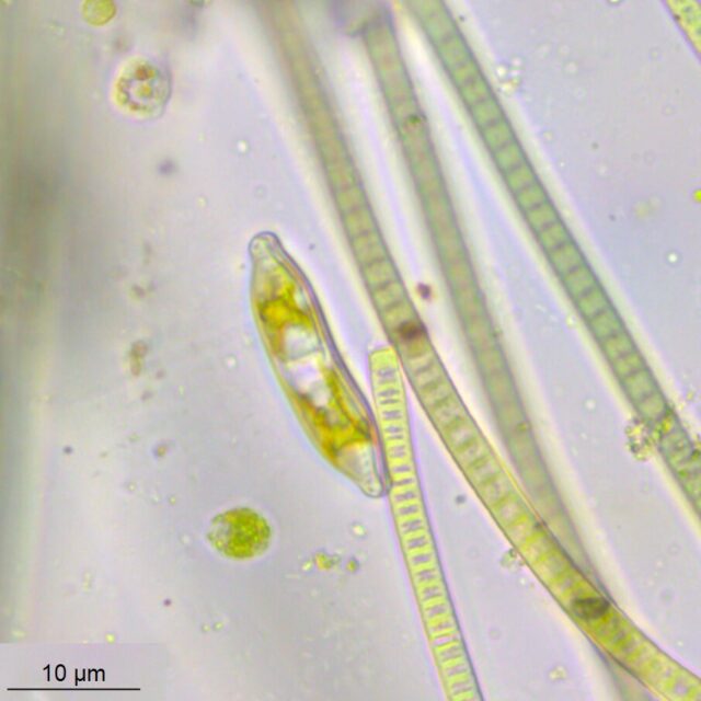 Hantzschia amphioxys live