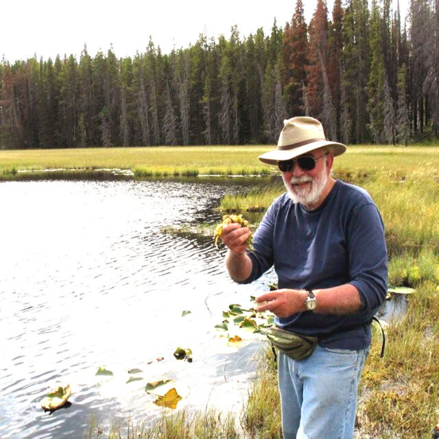 Loren Squeezing  Sphagnum At  Drosera  Pond  Imrna