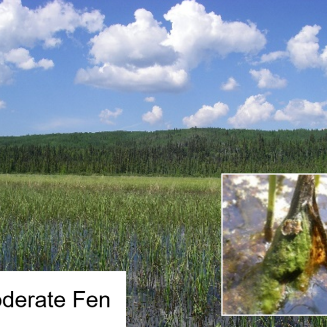 Moderate fen zoom