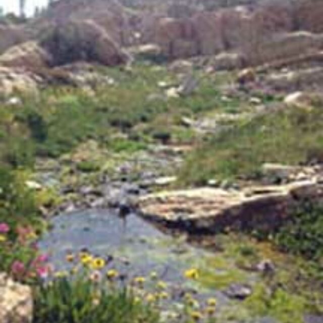 Mossy Pool@7940Feet  Mission Mountains